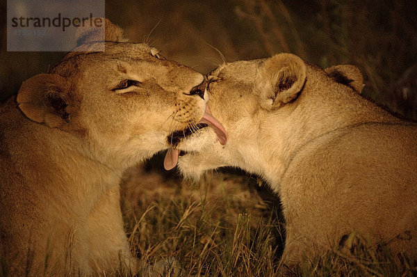 Löwe (Panthera leo)  zwei ausgewachsene Löwinnen bei gegenseitiger Fellpflege während der Dämmerung  Botswana  Afrika