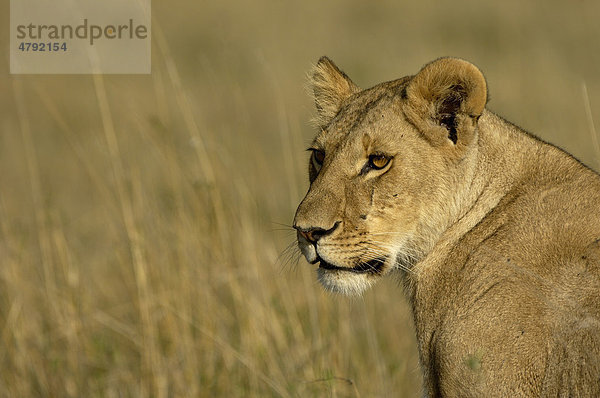 Löwe (Panthere leo)  unreife Löwin  Porträt  Masai Mara  Kenia  Afrika