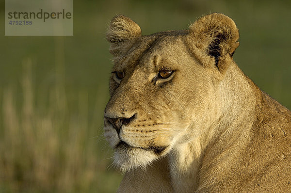 Löwe (Panthera leo)  ausgewachsene Löwin  Porträt  Masai Mara  Kenia  Afrika