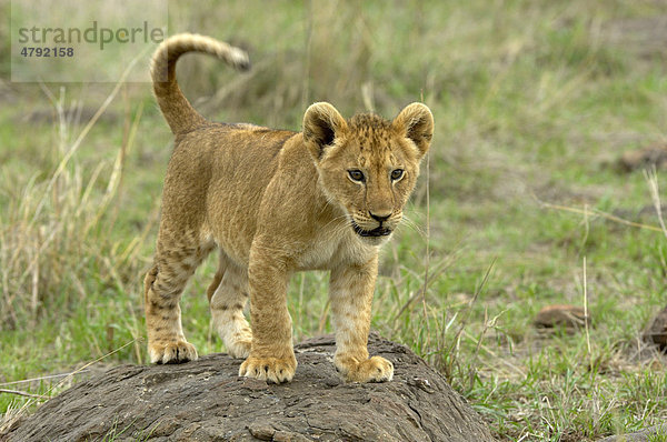 Löwe (Panthera leo)  Löwenjunges im Stand auf Fels  Masai Mara  Kenia  Afrika