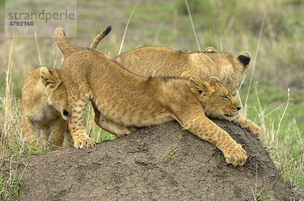 Löwe (Panthera leo)  drei Löwenjunge beim Spielen auf Termitenhügel  Masai Mara  Kenia  Afrika