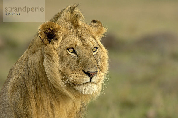 Löwe (Panthera leo)  ausgewachsenes Männchen  Porträt  wachsam  Masai Mara  Kenia  Afrika
