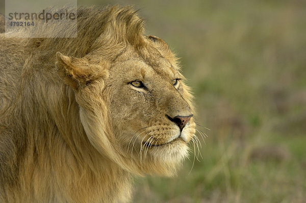 Löwe (Panthera leo)  ausgewachsenes Männchen  Porträt  mit angelegten Ohren in aggressiver Haltung  Masai Mara  Kenia  Afrika