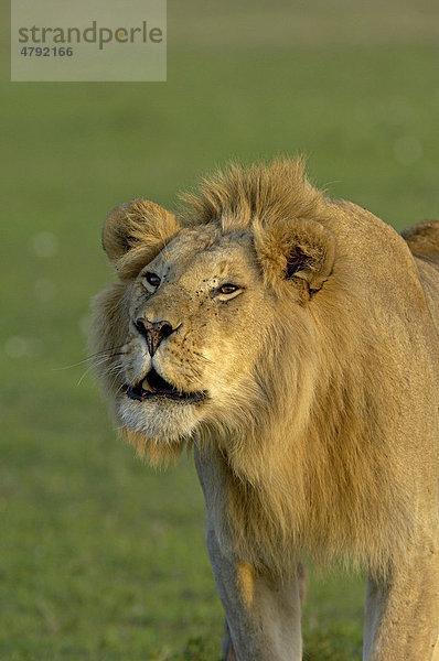 Löwe (Panthera leo)  ausgewachsenes Männchen  Porträt  brüllend  Masai Mara  Kenia  Afrika