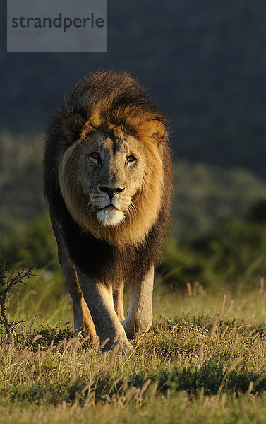 Löwe (Panthera leo)  ausgewachsenes Männchen beim Wandern  Ostkap  Südafrika  Afrika