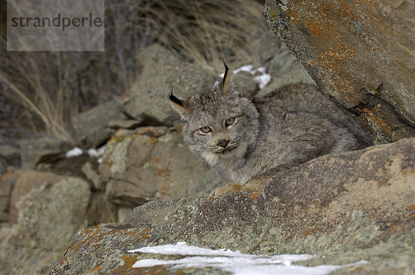 Kanadischer Luchs (Lynx canadensis)  zwischen Felsen sitzend  USA