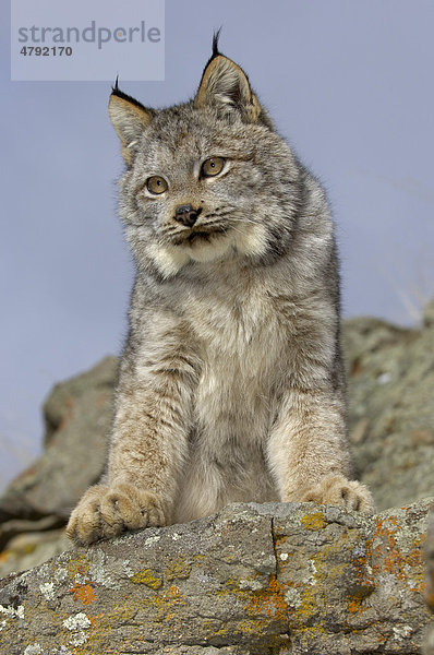 Kanadischer Luchs (Lynx canadensis)  auf Felsen stehend  USA