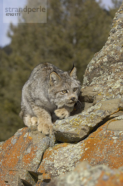 Kanadischer Luchs (Lynx canadensis)  in kauernder Stellung auf Felsen  USA