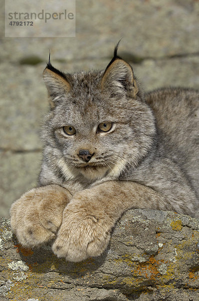 Kanadischer Luchs (Lynx canadensis) sitzt auf einem Felsen  große Pfoten  USA  Amerika