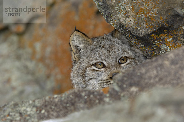Kanadische Luchs (Lynx canadensis)  schaut hinter Felsen hervor  USA  Amerika