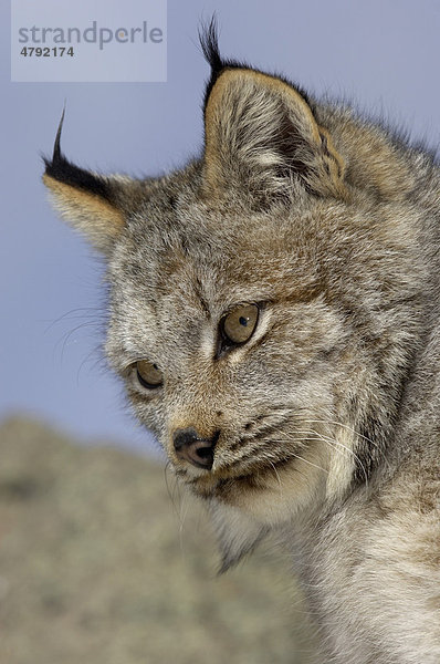 Kanadischer Luchs (Lynx canadensis)  Portrait  USA  Amerika