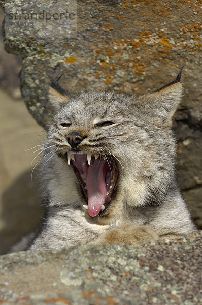 Kanadischer Luchs (Lynx canadensis)  gähnendes Alttier  Portrait  USA  Amerika