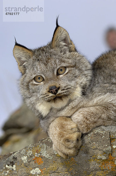 Kanadischer Luchs (Lynx canadensis)  Alttier  Portrait mit Vorderpfoten  auf Felsen  USA  Amerika