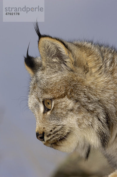 Kanadischer Luchs (Lynx canadensis)  Alttier  Portrait  USA  Amerika