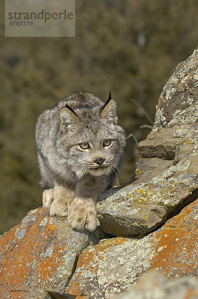 Kanadische Luchs (Lynx canadensis)  Alttier steht auf einem Felsen bereit zum Sprung  USA  Amerika