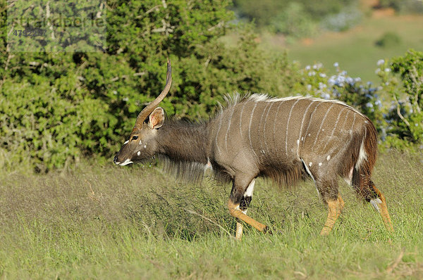Nyala (Tragelaphus angasii)  männliches Alttier geht  Eastern Cape  Südafrika  Afrika