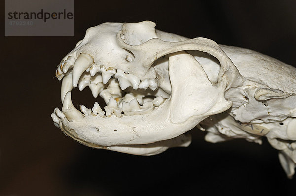 Nordamerikanische Fischotter (Lontra canadensis)  Schädel