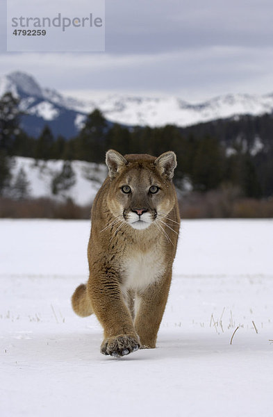 Puma (Felis concolor)  Alttier geht durch Schnee  USA  Amerika
