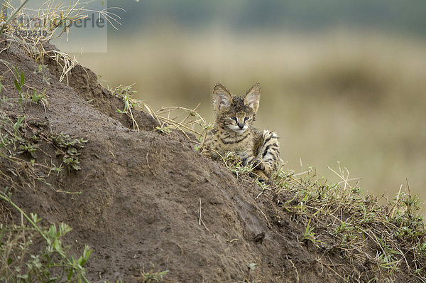 Buschkatze (Felis serval)  Jungtier mit nassem Fell  liegt auf einem Termitenhügel  Masai Mara  Kenia  Afrika