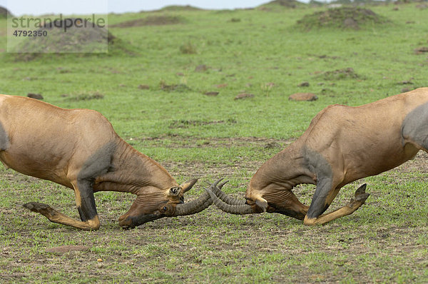 Leierantilopen  Halbmondantilopen (Damaliscus lunatus)  kämpfende Männchen  ineinander verhakte Hörner  Masai Mara  Kenia  Afrika