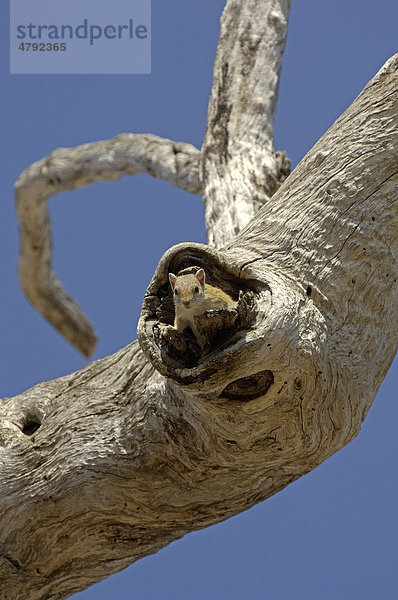 Smith-Buschhörnchen (Paraxerus cepapi)  schaut aus einem Loch im Baum  South Luangwa Nationalpark  Sambia  Afrika