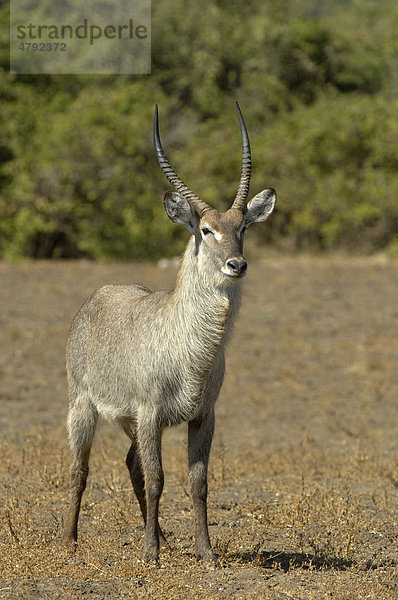 Wasserbock (Kobus ellipsiprymnus)  ausgewachsenes Männchen  South Luangwa Nationalpark  Sambia  Afrika