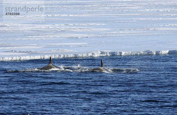 Orca  Großer Schwertwal oder Killerwal (Orcinus orca)  an der Wasseroberfläche  zwei Wale auf Patrouille am Rande des Eises  Rossmeer  Antarktis