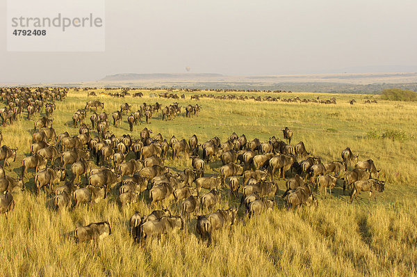 Streifengnu (Connochaetes taurinus)  Herde  in Graslandschaft  Migration  Masai Mara  Kenia  Afrika