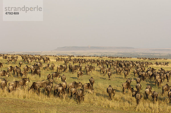 Streifengnu (Connochaetes taurinus)  Herde  in Graslandschaft  Migration  Masai Mara  Kenia  Afrika