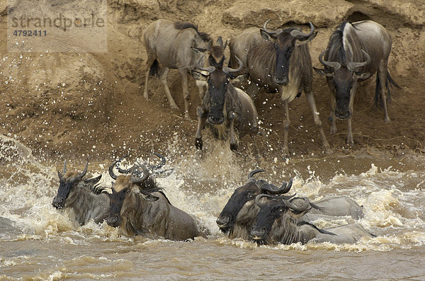 Streifengnu (Connochaetes taurinus)  Herde durchquert Fluss bei der Migration  Mara Fluss  Kenia  Afrika