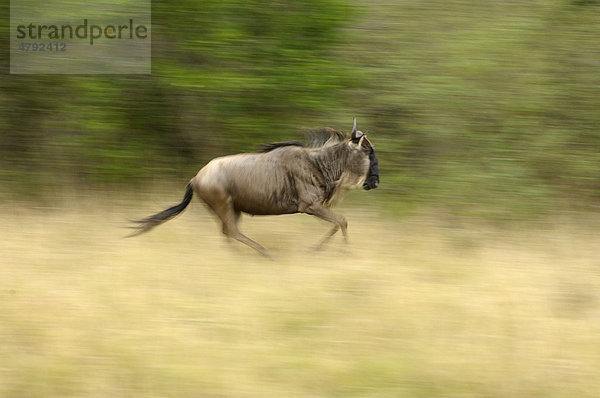Streifengnu (Connochaetes taurinus)  laufendes Alttier mit Bewegungsunschärfe  Masai Mara  Kenia  Afrika