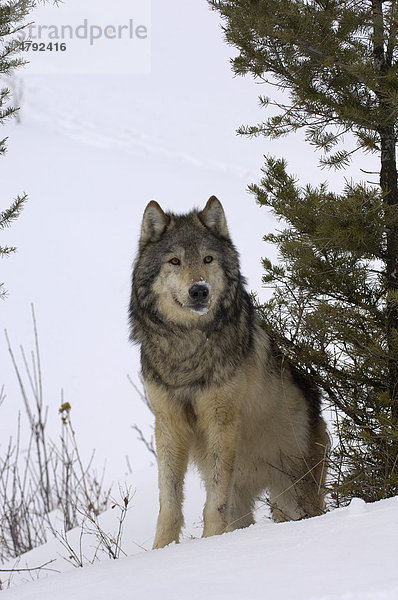 Timberwolf (Canis lupus lycaon)  Alttier steht im Schnee  USA  Amerika