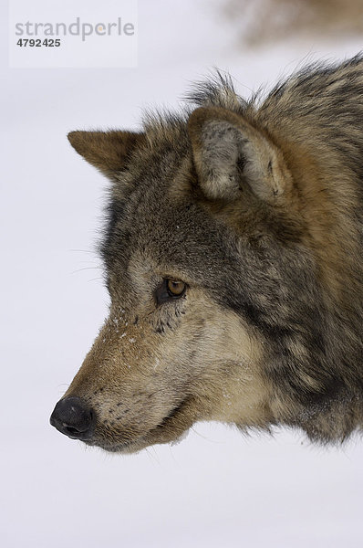 Timberwolf (Canis lupus lycaon)  Alttier  Portrait im Schnee  Montana  USA  Amerika