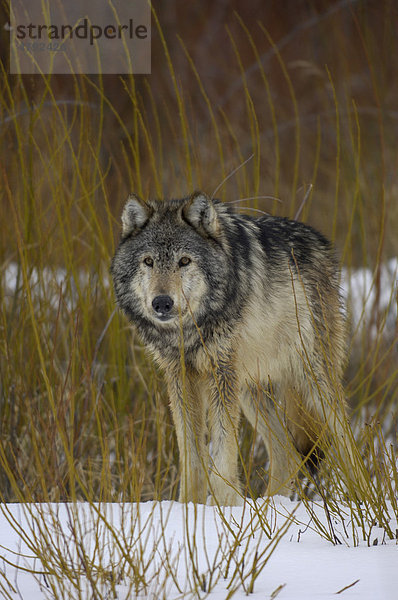 Timberwolf (Canis lupus lycaon)  Alttier steht im Schnee  Montana  USA  Amerika