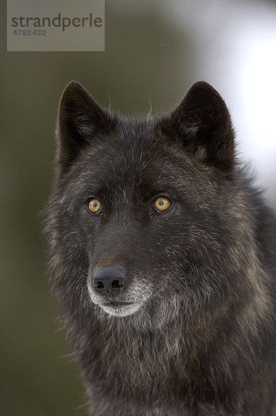 Timberwolf (Canis lupus lycaon)  Alttier  schwarze Form  Portrait  Montana  USA  Amerika