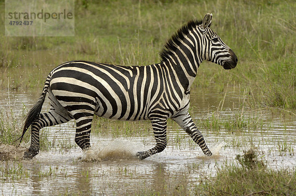 Zebra (Equus quagga)  Alttier läuft durch Wasser  Masai Mara  Kenia  Afrika Steppenzebra  Equus quagga