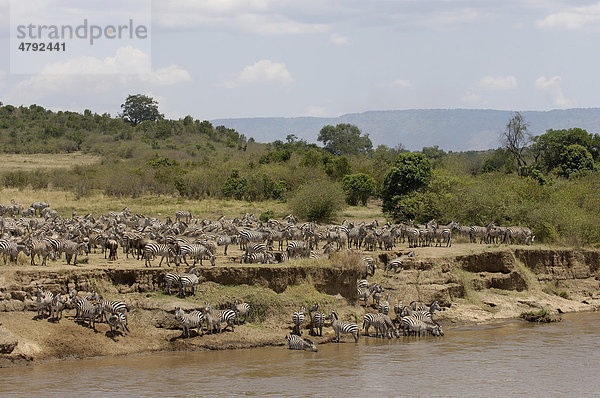 Zebra (Equus quagga)  Herde am Flussufer bei der Migration  Mara Fluß  Kenia  Afrika Steppenzebra  Equus quagga