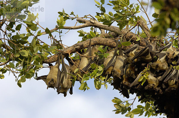 Palmenflughund (Eidolon helvum)  Schwarm rastet tagsüber an einem Baum  Kasanka National Park  Sambia  Afrika