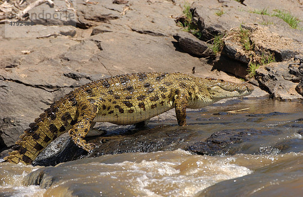 Nilkrokodil (Crocodylus niloticus)  geht im flachen Wasser  Mara Fluss  Masai Mara  Kenia  Afrika