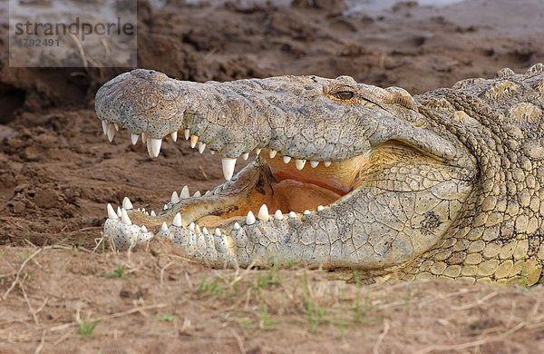 Nilkrokodil (Crocodylus niloticus)  Portrait mit offenem Maul  Mara Fluss  Masai Mara  Kenia  Afrika