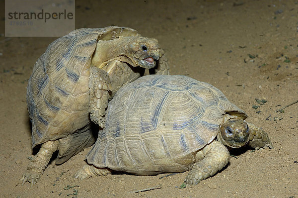 Ägyptische Landschildkröte (Testudo kleinmanni)  ausgewachsen  Paar  Paarung  in Gefangenschaft