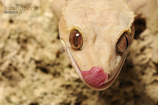 Neukaledonischer Kronengecko (Rhacodactylus ciliatus)  ausgewachsen  Nahaufnahme des Kopfes  leckt sich das Gesicht  wiederentdeckte Art  in Gefangenschaft