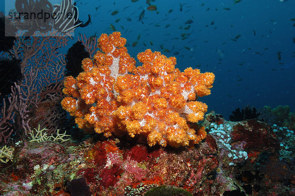 Orange Weichkoralle im Korallenriff  Malediven  Indischer Ozean