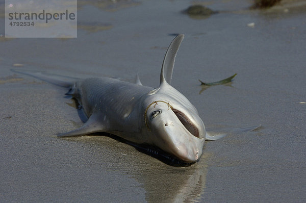 Toter Hai  angeschwemmt am Strand  Florida  USA