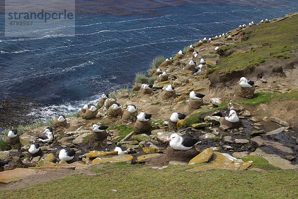 Schwarzbrauenalbatros oder Mollymauk (Thalassarche melanophris)  Brutkolonie  Saunders Island  Falklandinseln  Süd-Atlantik