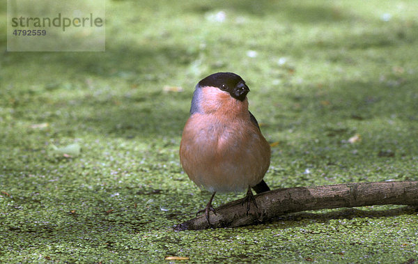 Gimpel  Dompfaff oder Blutfink (Pyrrhula pyrrhula)  männliches Alttier sitzt auf Ast im Wasser mit Wasserlinsen