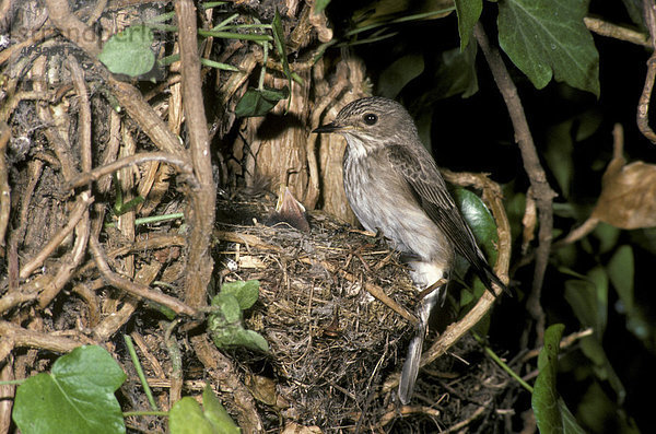 Grauschnäpper (Muscicapa striata)  am Nest