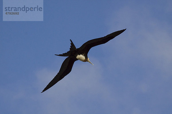 Bindenfregattvogel (Fregata minor)  juveniles Tier im Flug  Galapagos-Inseln  Pazifik