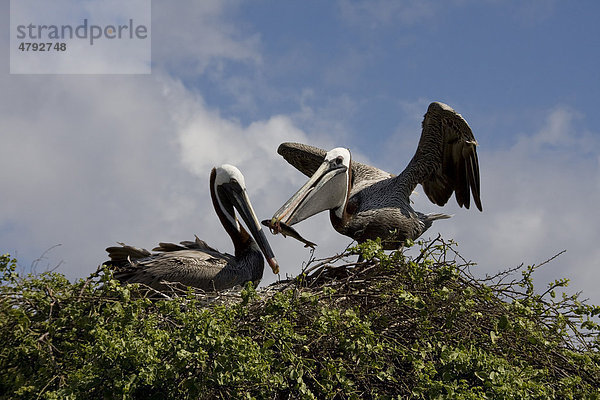 Braunpelikan oder Brauner Pelikan (Pelecanus occidentalis)  zwei Vögel am Nest  ein Vogel beim Hervorwürgen eines Fisches