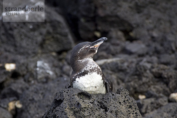 Gal·pagos-Pinguin (Spheniscus mendiculus)